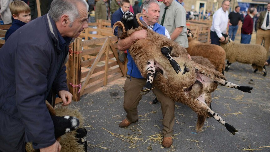 Dalesbred judging in Masham