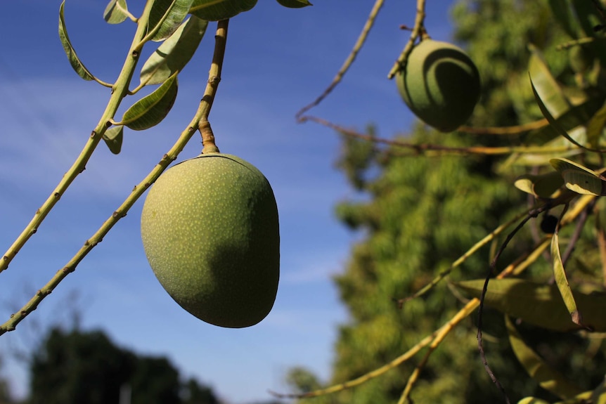 two unripe mangoes on a tree