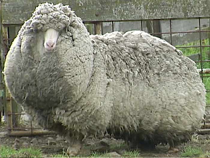 Shaun the sheep shorn but fleece fails to break world s woolliest