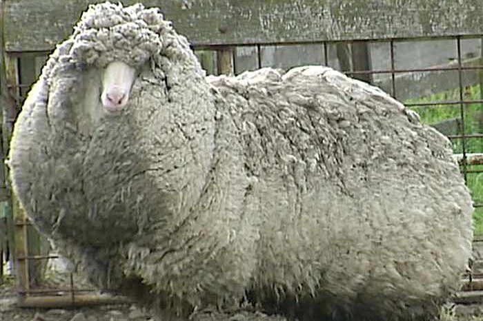 Shaun the sheep from Tasmania