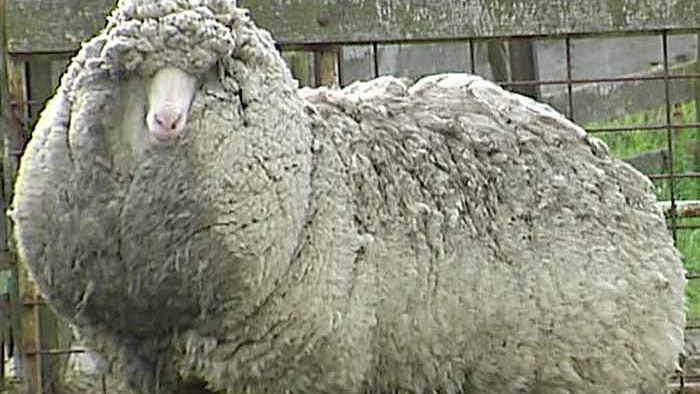 Shaun the sheep from Tasmania