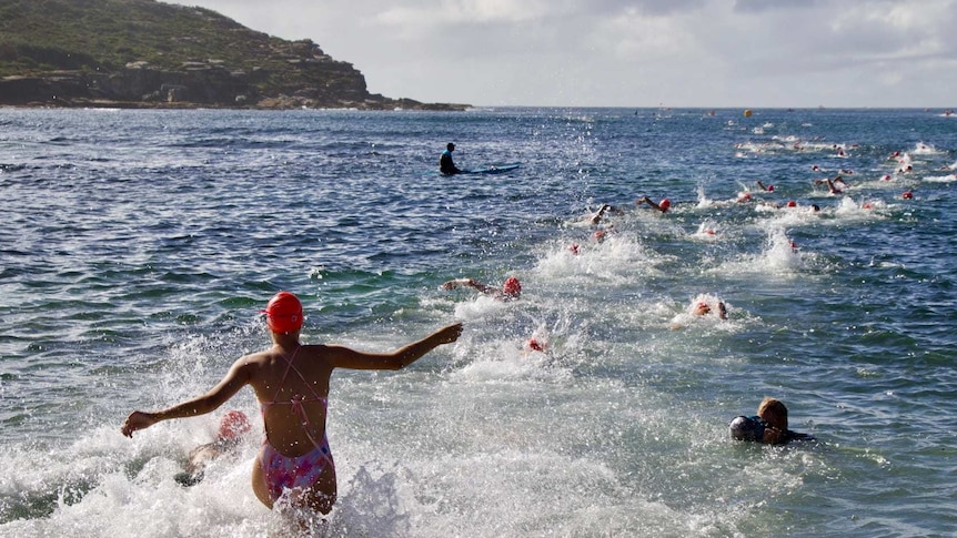 ocean swimmers run into the water at malabar beach and swim out to bouys in their fluro ocean swim caps