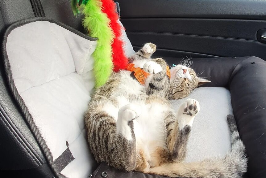 A cat lying on its back with its legs in the air on the front seat of a car. 