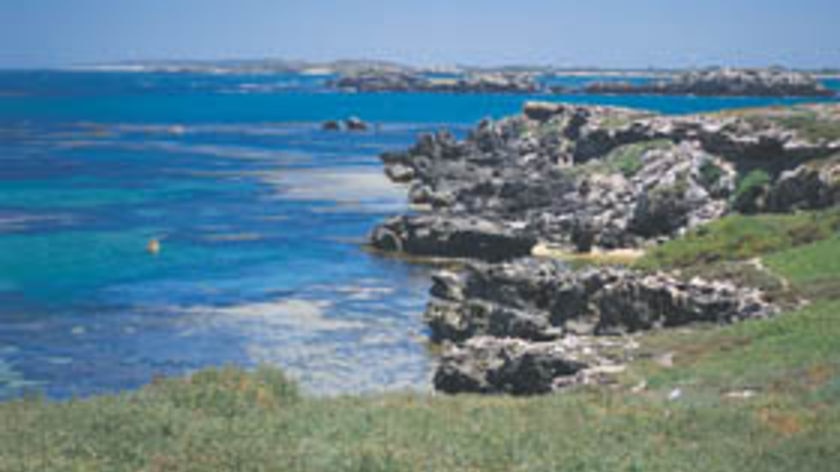 Penguin Island: a group of six were trying to cross a sand bar from the island to the mainland.