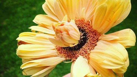 A small yellow Gerbera sprouts within a bigger Gerbera