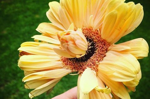 A small yellow Gerbera sprouts within a bigger Gerbera