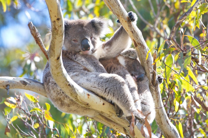 Two sleepy koalas in the fork of a gum tree