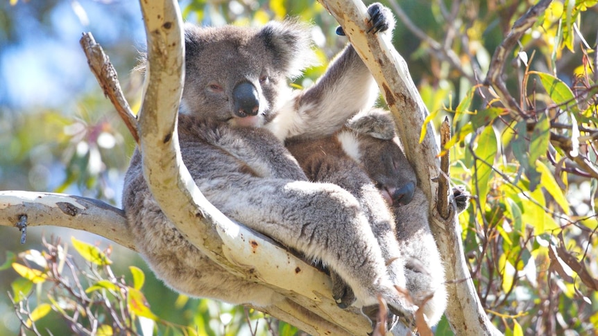 Two sleepy koalas in the fork of a gum tree
