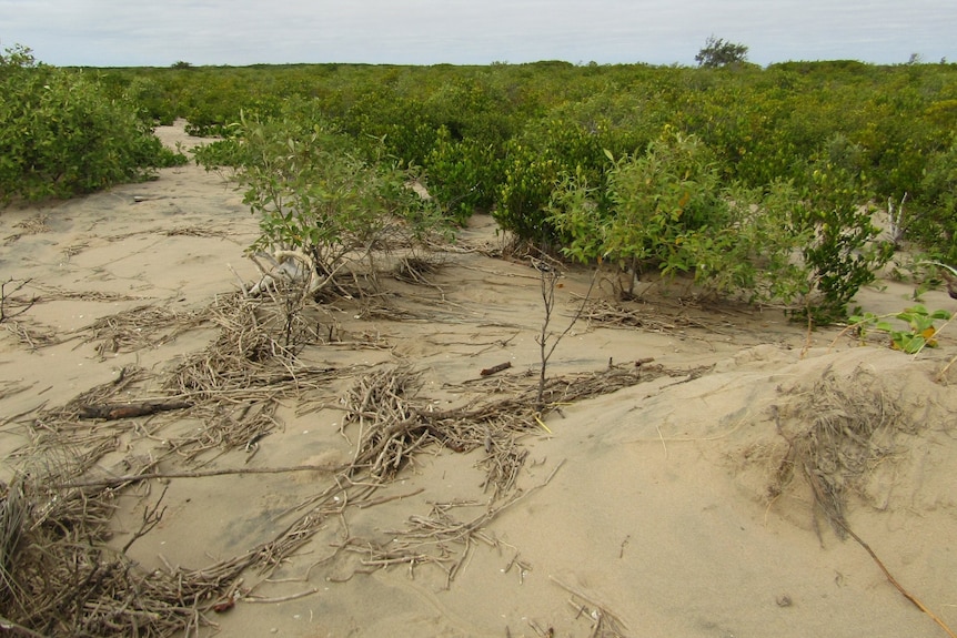 Roots of mangroves sit on top of sand.