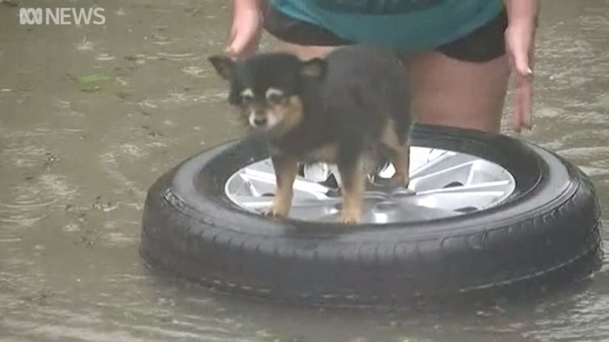 Candy the dog gets a lift through Townsville floodwaters on Saturday morning