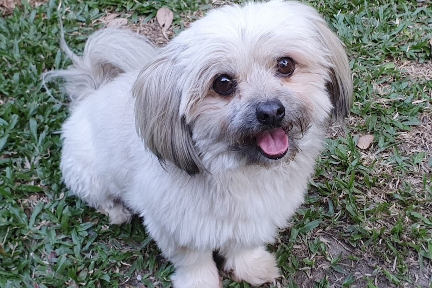 happy smiling maltese dog