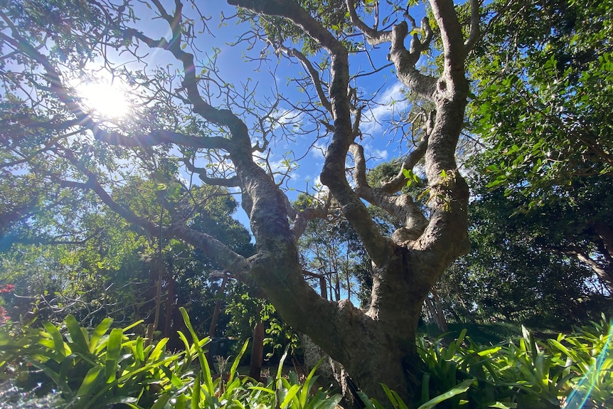 The sun is shining through the limbs of an old gnarly tree with many branches and very few leaves