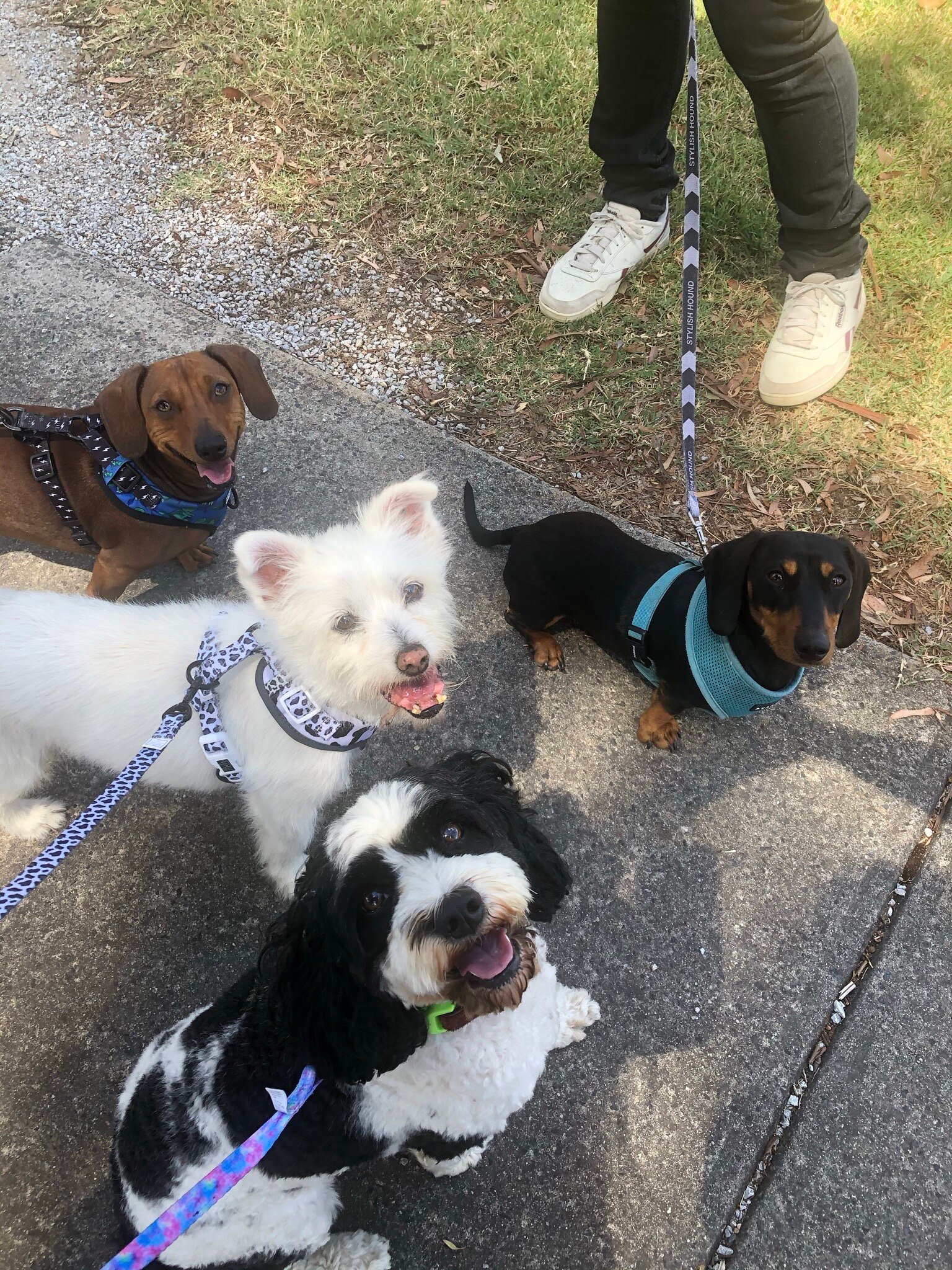 Four small dogs on leads joining a neighbourhood walk with their owners who have since become friends.