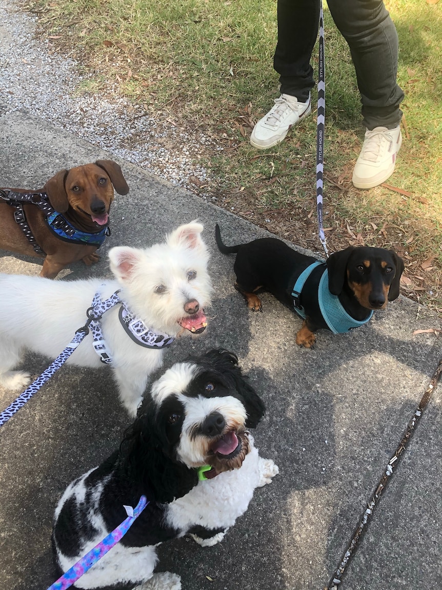 Four small dogs on leads joining a neighbourhood walk with their owners who have since become friends.