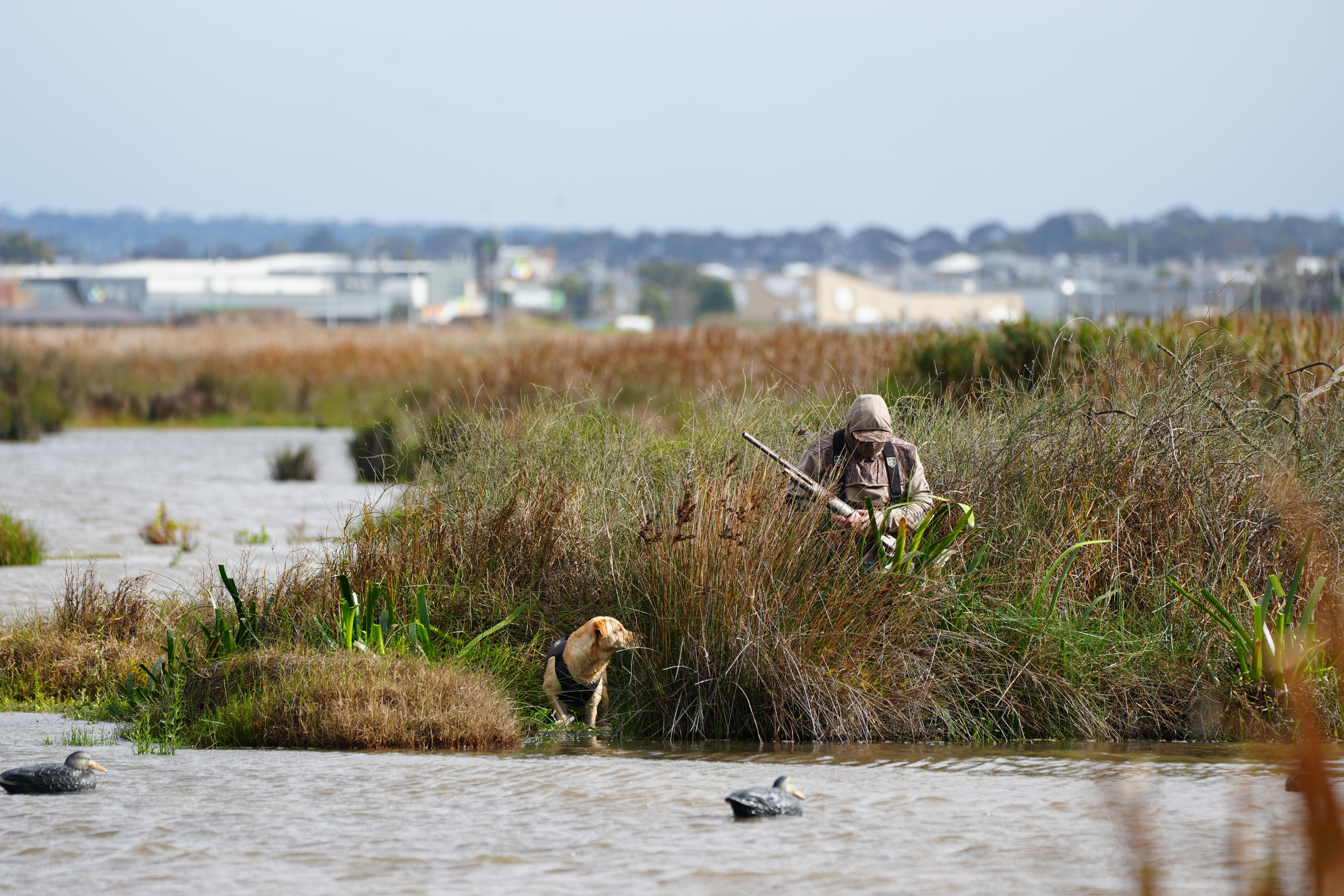 Man with gun wades through reedy lake with dog in foreground