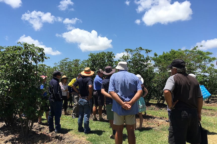 Mackay and Whitsunday region farmers gather at a Proserpine coffee plantation