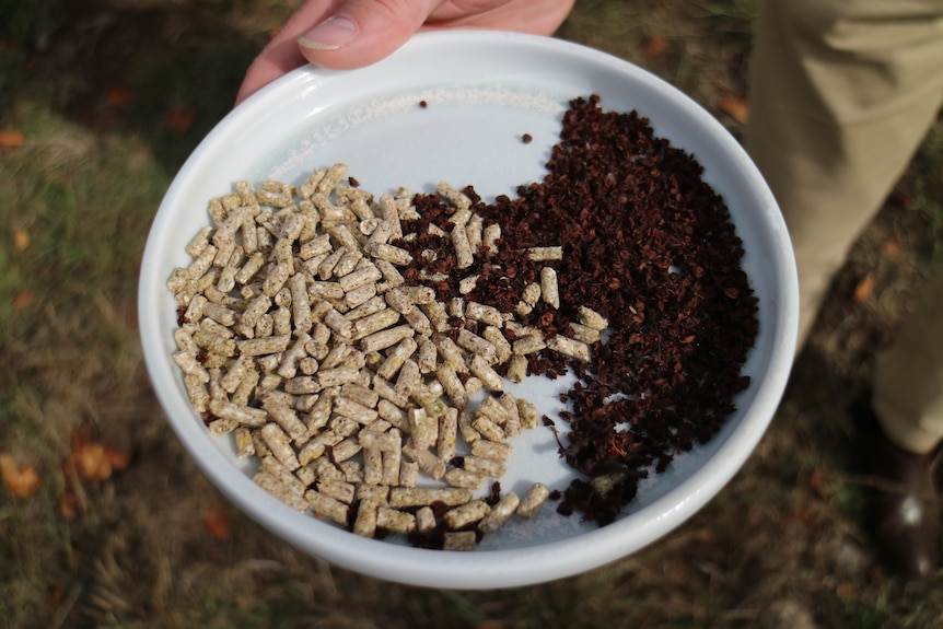 a bowl of livestock pellets and seaweed supplement