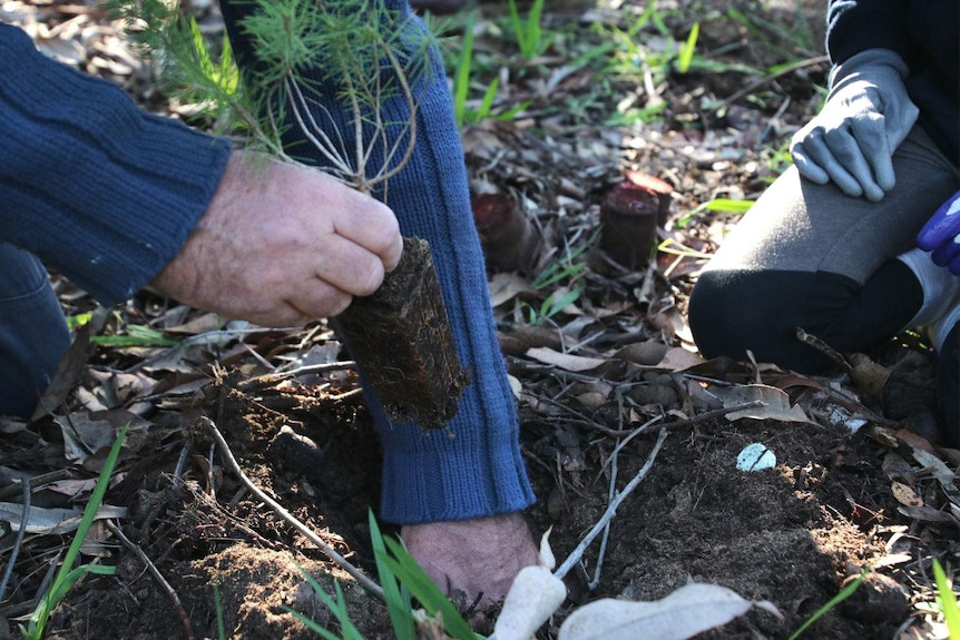 An unidentified person planting a small tree in the dirt. July 14 2019.