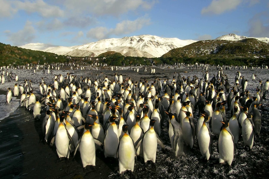 Colony of penguins.