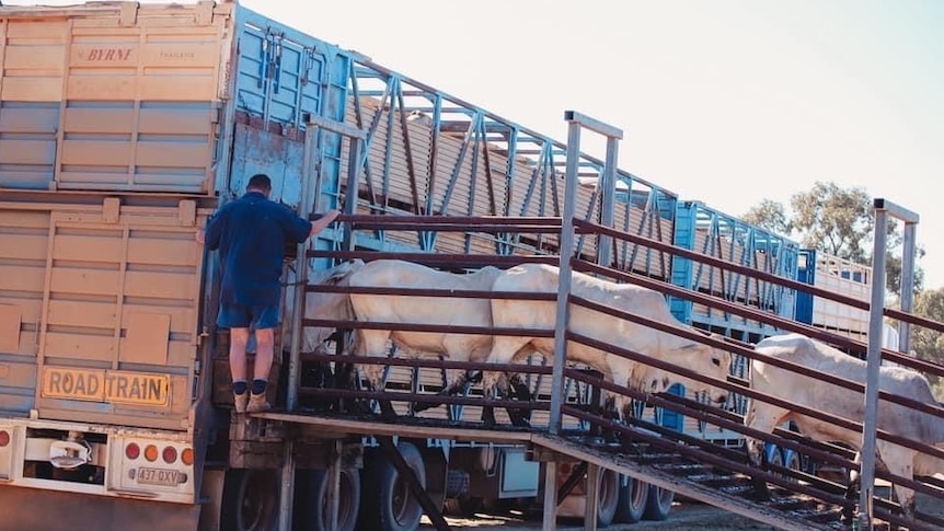 A farmer offloads cattle off a cattle truck back into a paddock, with white cows standing queued up on a ramp.