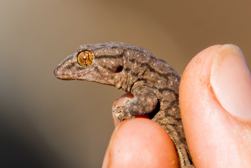 A hand holds a small striped lizard with large golden eyes.