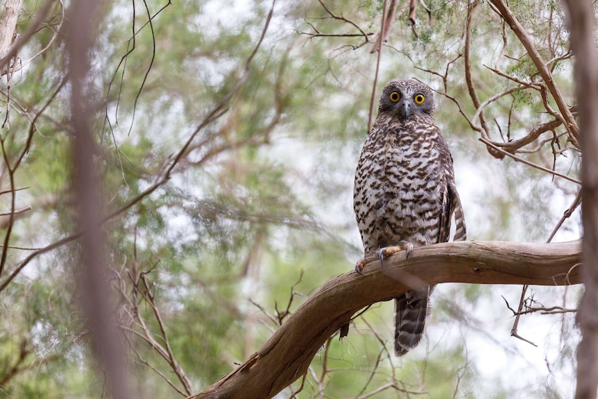 An adult powerful owl perches on a branch during the day