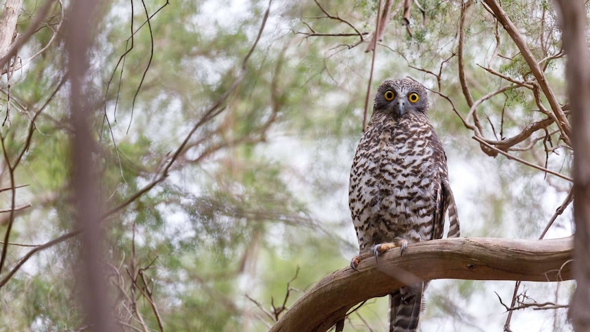An adult powerful owl perches on a branch during the day
