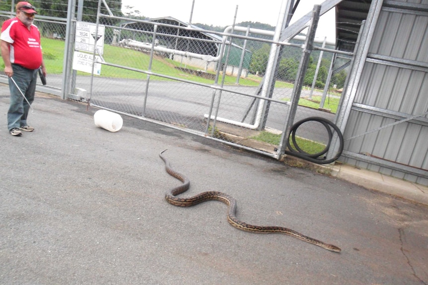 Mr Goodwin released the python into a nearby sewage plant.