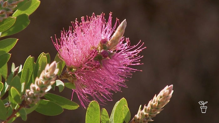 Bright pink bottlebrush flower