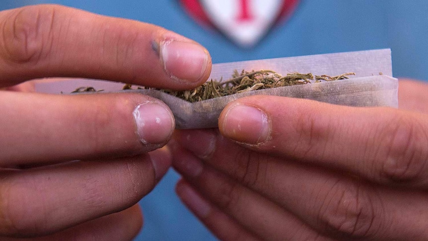 A man rolls a marijuana joint.