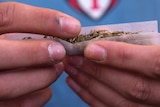 A man rolls a marijuana joint.