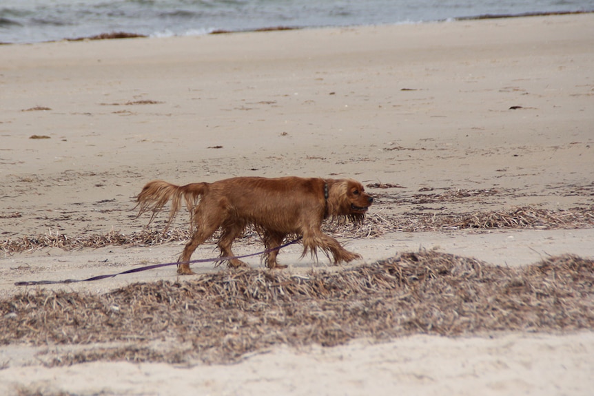 A dog drags its leash along the beach at Semaphore.