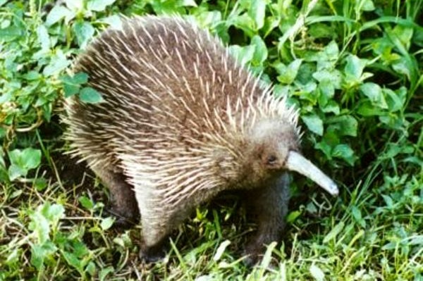 A western long-beaked echidna.