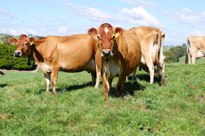 Three tan-coloured jersey cows in a paddock of green grass