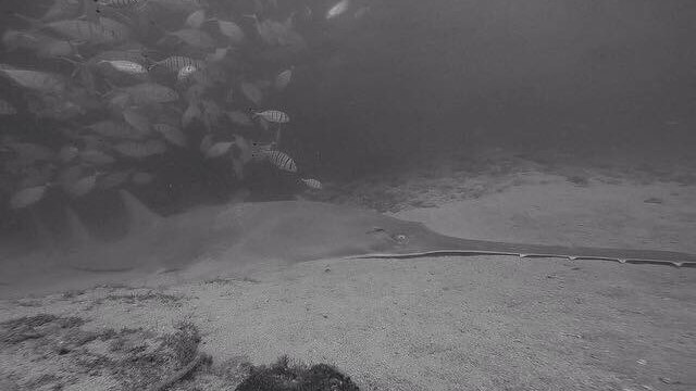 A sawfish lies on the ocean floor with a school of fish nearby.