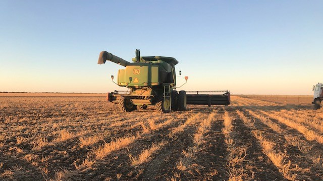 machine on dry chickpea crop