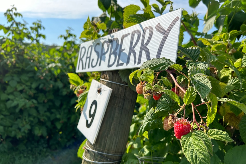 A close-up of a raspberry plant with a sign pinned onto a wooden pole, with several ripe fruit in the foreground.