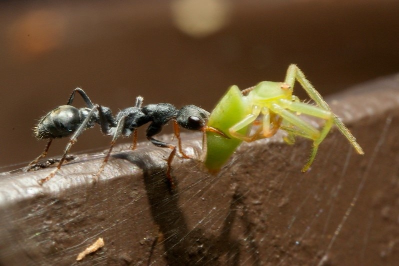 Picture of a black ant with a spider in its pincers.