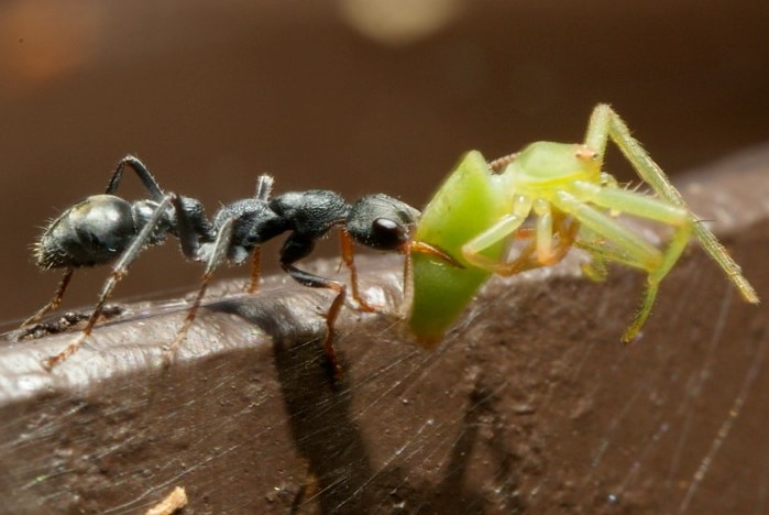 A black ant holding a spider it has captured.