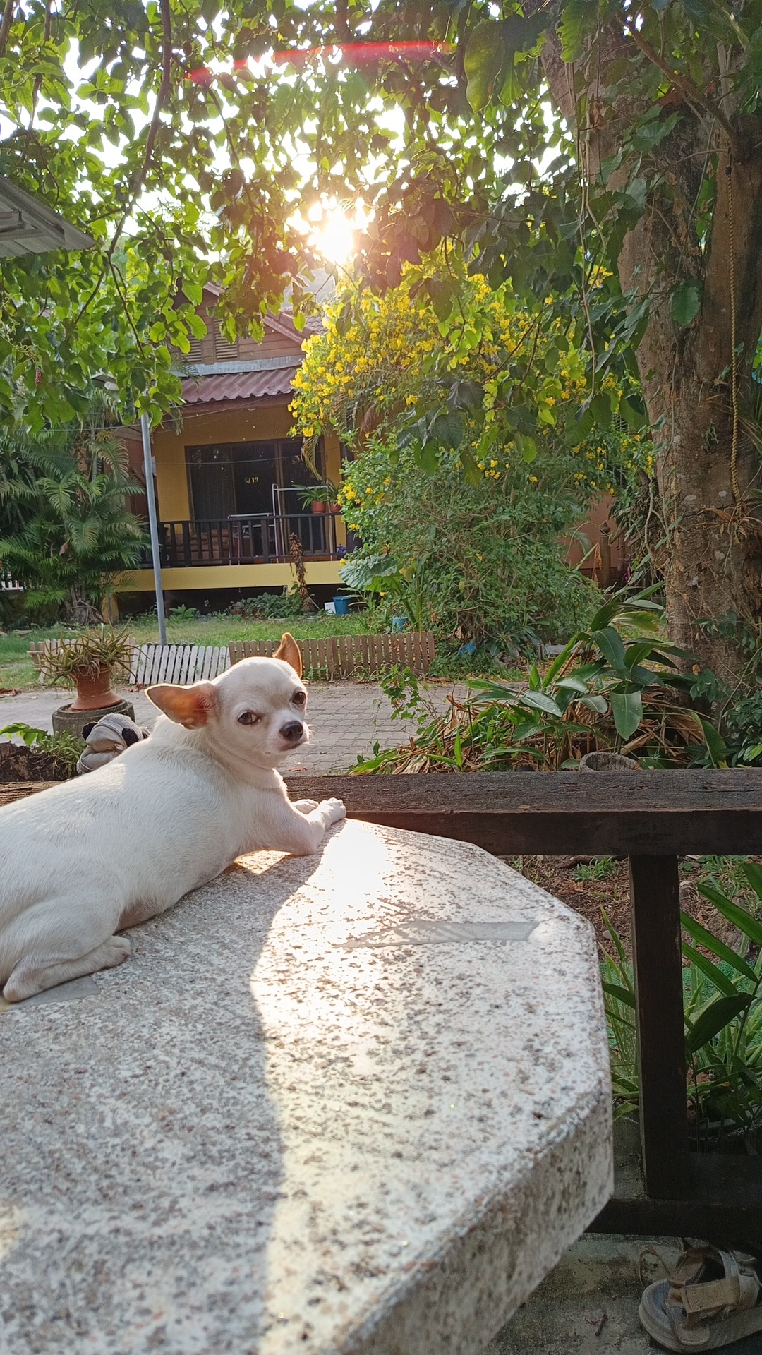 Peter Stevenson's dog
