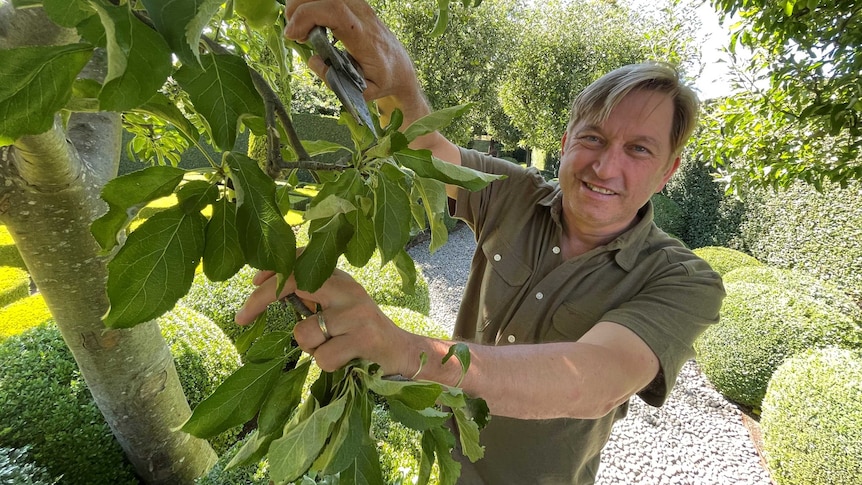 Paul Bangay is pictured underneath verdant, green foliage on a bright day as he prunes a small tree.