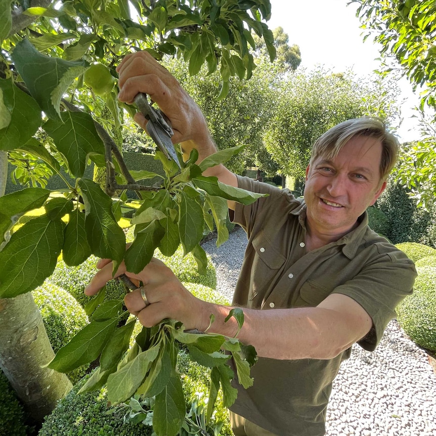 Paul Bangay is pictured underneath verdant, green foliage on a bright day as he prunes a small tree.