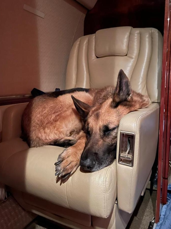 A German Shepherd dog curled up asleep in a plane seat.