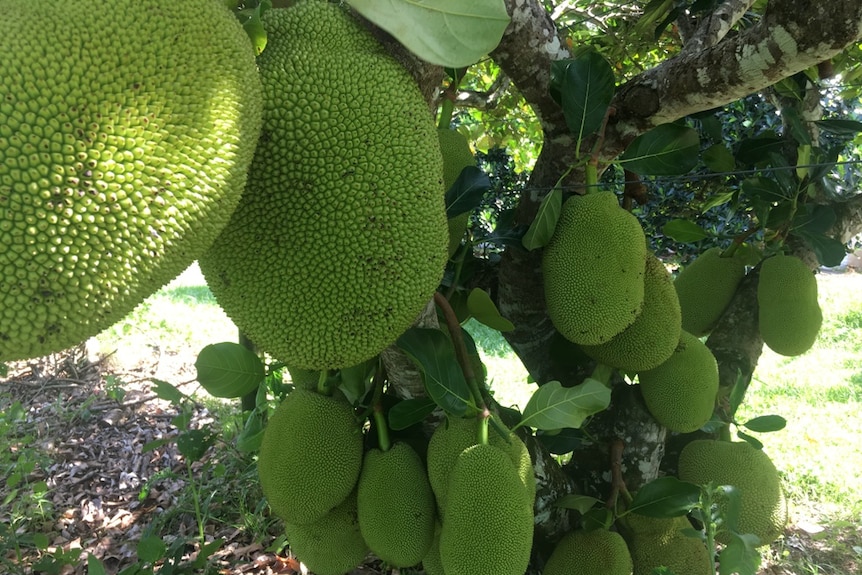 A cluster of very large, heavy jackfruit grow in abundance on an established tree.
