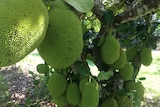A cluster of very large, heavy jackfruit grow in abundance on an established tree with support wires