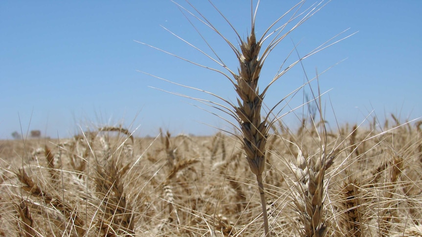 Grain handler Viterra says it's confident about handling a big grain harvest.