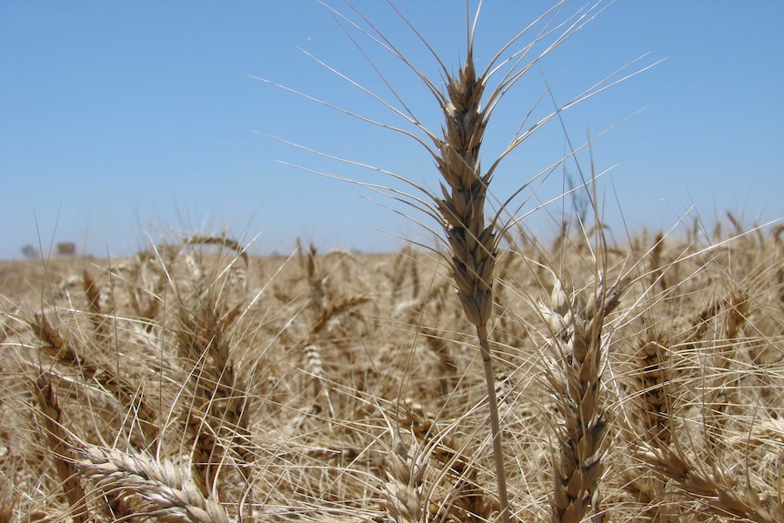 Australian wheat