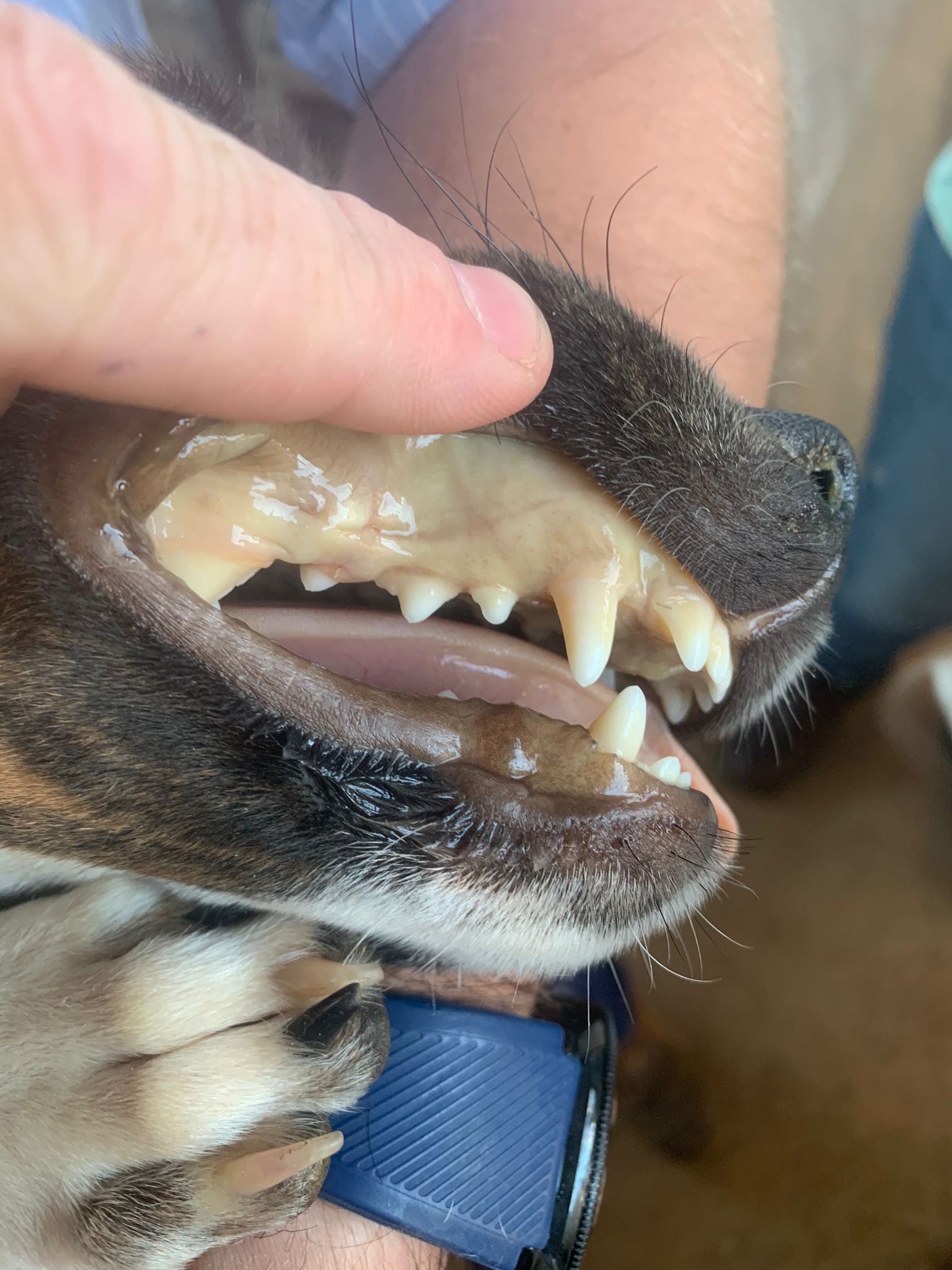 Showing the white jaundiced gum of a diseased dog.