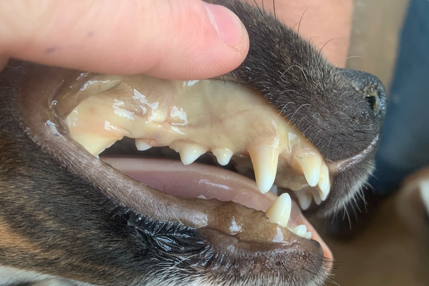 Showing the white jaundiced gum of a diseased dog.