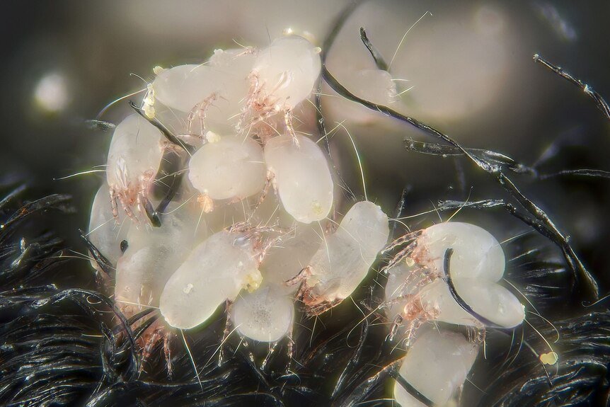 Close-up of house dust mites